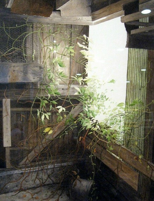 Vines and leaves flood into a broken down barn window